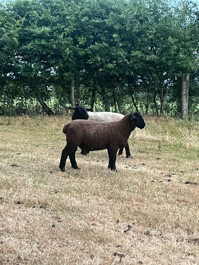 Suffolk Ram Lamb