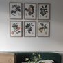 Botanical fruit prints with accompanying frames (can be sold separately or as part of a set) Image 2