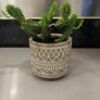 Flower Cactus in ceramic pot Image 3