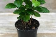 (C) Coffee Arabica seeds (445817)