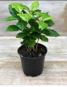 (C) Coffee Arabica seeds (445817)