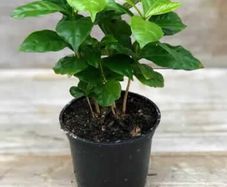(C) Coffee Arabica seeds (445817)