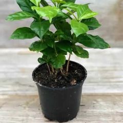 (C) Coffee Arabica seeds (445817)