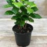 (C) Buzzy Coffee seeds Arabica 2.5g (840114) Image 2