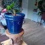Elephant plant stand Image 5
