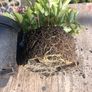 plant Image 7
