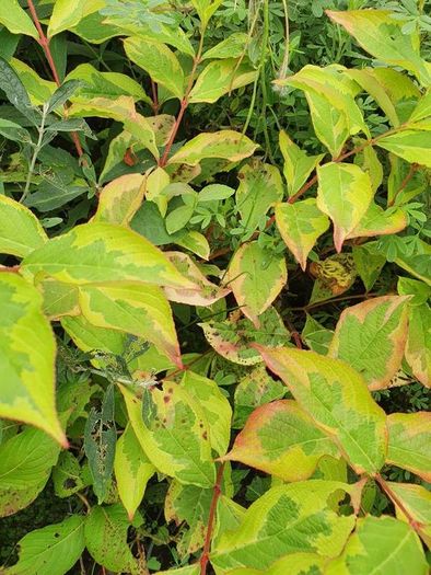 Shrubs and Garden Plants