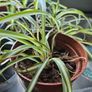 House plants Image 2