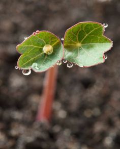 Nasturtium seedlings