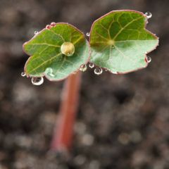 Nasturtium seedlings