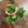 Mini/ dwarf snake plant house plant Image 2