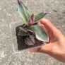 plant Image 3