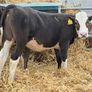 Hereford and Simmental Heifers Image 6