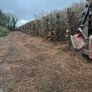 Mulcher and tree shears Image 2