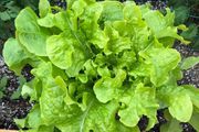 (L)Lettuce Salad Bowl seeds 1g (125708)