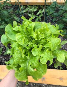 (L)Lettuce Salad Bowl seeds 1g (125708)