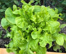(L)Lettuce Salad Bowl seeds 1g (125708)
