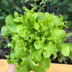 (L)Lettuce Salad Bowl seeds 1g (125708)