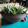 Houseplant- Gasteria Image 2