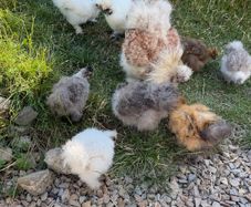 silkie chicks