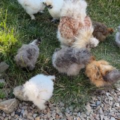 silkie chicks