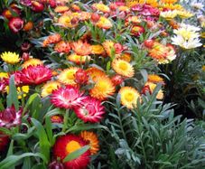 (S) Tom Thumb strawflowers seeds 0.5g (184793)
