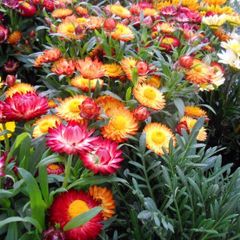 (S) Tom Thumb strawflowers seeds 0.5g (184793)
