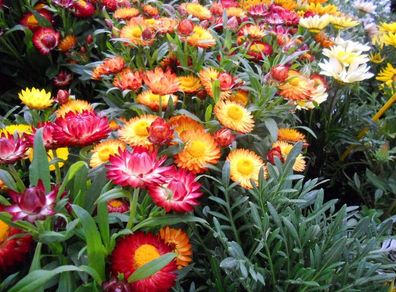 (S) Tom Thumb strawflowers seeds 0.5g (184793)