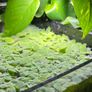 Aquatic plant/water lettuce Image 6