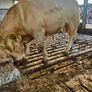 Weanling Image 4