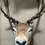 Deer head wall mounted Fallow Stag Image 4