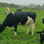 British friesian incalf heifers for sale Image 7