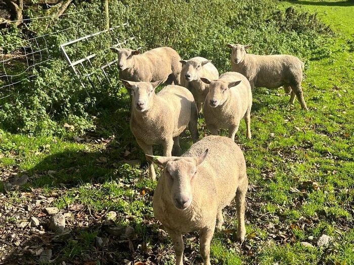 SIS Pedigree Cheviot and Charollais