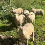 SIS Pedigree Cheviot and Charollais Image 4
