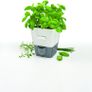 Self-Watering Potted Herb Keeper Image 5