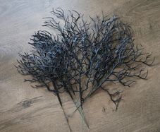 Spooky Halloween branches