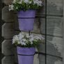 Plant Wall hanger 6 for 15 euro Image 10