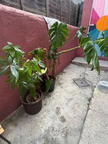 monstera & money tree