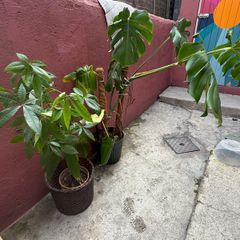 monstera & money tree