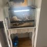 Reptile tank Image 2