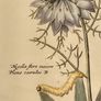 Vintage Hyacinth Botanical Print Framed Nederlandsch Bloemwerk Cottagecore Framed Art 12.5x15 inches Image 6