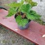 Begonia Image 2