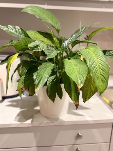 Plant