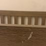 Franklin Wooden Cot Bed Image 7