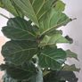 Ficus lyrata Image 2