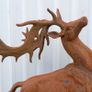 Rusty Stag  D8887 Image 2