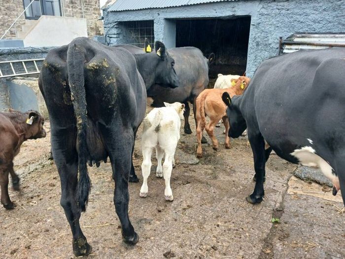 6 AAx first calvers