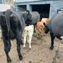 6 AAx first calvers Image 6