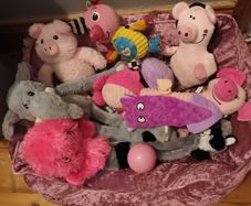 medium dog bed and toys