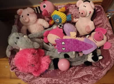 medium dog bed and toys